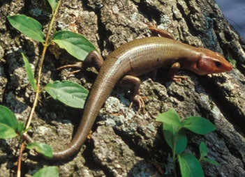 Redhead Skink Lizard